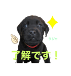 ラブラドールパピー粒明太子2nd（個別スタンプ：4）