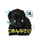 ラブラドールパピー粒明太子2nd（個別スタンプ：5）