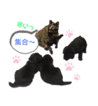 ラブラドールパピー粒明太子2nd（個別スタンプ：11）