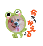 ポメチワ  れもんちゃん 5（個別スタンプ：10）