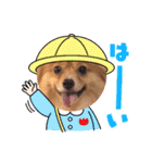 ポメチワ  れもんちゃん 5（個別スタンプ：11）