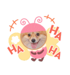 ポメチワ  れもんちゃん 5（個別スタンプ：16）