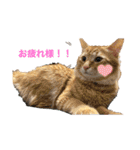 年末年始に使える癒しの2匹④（個別スタンプ：3）
