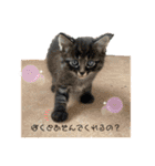 年末年始に使える癒しの2匹④（個別スタンプ：6）