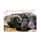 年末年始に使える癒しの2匹④（個別スタンプ：13）