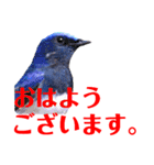 幸せを運ぶ青い鳥たち【正規版】（個別スタンプ：1）