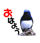 幸せを運ぶ青い鳥たち【正規版】（個別スタンプ：3）