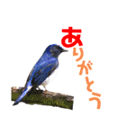 幸せを運ぶ青い鳥たち【正規版】（個別スタンプ：4）