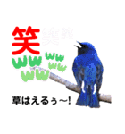 幸せを運ぶ青い鳥たち【正規版】（個別スタンプ：7）