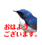 幸せを運ぶ青い鳥たち【正規版】（個別スタンプ：9）