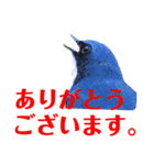 幸せを運ぶ青い鳥たち【正規版】（個別スタンプ：10）