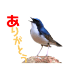 幸せを運ぶ青い鳥たち【正規版】（個別スタンプ：12）