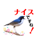 幸せを運ぶ青い鳥たち【正規版】（個別スタンプ：13）