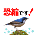 幸せを運ぶ青い鳥たち【正規版】（個別スタンプ：14）