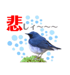幸せを運ぶ青い鳥たち【正規版】（個別スタンプ：15）