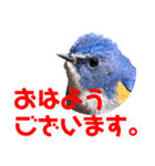 幸せを運ぶ青い鳥たち【正規版】（個別スタンプ：17）