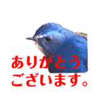 幸せを運ぶ青い鳥たち【正規版】（個別スタンプ：18）