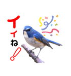 幸せを運ぶ青い鳥たち【正規版】（個別スタンプ：21）