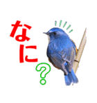 幸せを運ぶ青い鳥たち【正規版】（個別スタンプ：27）
