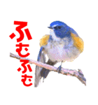 幸せを運ぶ青い鳥たち【正規版】（個別スタンプ：30）