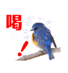 幸せを運ぶ青い鳥たち【正規版】（個別スタンプ：31）