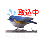 幸せを運ぶ青い鳥たち【正規版】（個別スタンプ：32）