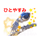 幸せを運ぶ青い鳥たち【正規版】（個別スタンプ：35）