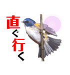 幸せを運ぶ青い鳥たち【正規版】（個別スタンプ：38）