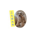 愛しのLatteちゃん（個別スタンプ：11）