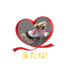愛しのLatteちゃん（個別スタンプ：12）