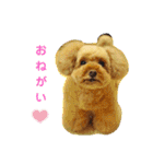 愛しのLatteちゃん（個別スタンプ：24）