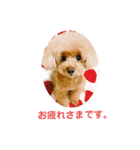 愛しのLatteちゃん（個別スタンプ：31）