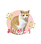 ぽってりキュートな猫達（個別スタンプ：1）