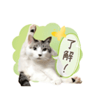 ぽってりキュートな猫達（個別スタンプ：2）
