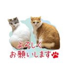 ぽってりキュートな猫達（個別スタンプ：3）