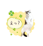 ぽってりキュートな猫達（個別スタンプ：4）