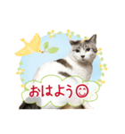 ぽってりキュートな猫達（個別スタンプ：5）