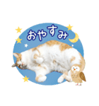 ぽってりキュートな猫達（個別スタンプ：6）