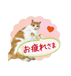 ぽってりキュートな猫達（個別スタンプ：7）