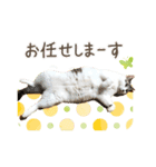 ぽってりキュートな猫達（個別スタンプ：8）