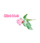 薔薇(バラ)の花だけで40種『上品ローズ』2（個別スタンプ：14）