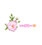 薔薇(バラ)の花だけで40種『上品ローズ』2（個別スタンプ：31）
