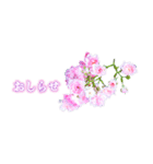 薔薇(バラ)の花だけで40種『上品ローズ』2（個別スタンプ：35）
