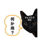 仲良し兄妹☆ちるとキャリー（個別スタンプ：2）