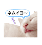仲良し兄妹☆ちるとキャリー（個別スタンプ：5）