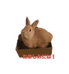 テンコちゃんすたんぷ（個別スタンプ：9）