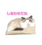 テンコちゃんすたんぷ（個別スタンプ：11）