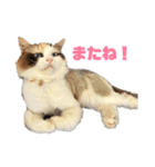 テンコちゃんすたんぷ（個別スタンプ：12）