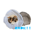 テンコちゃんすたんぷ（個別スタンプ：13）