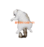 テンコちゃんすたんぷ（個別スタンプ：16）